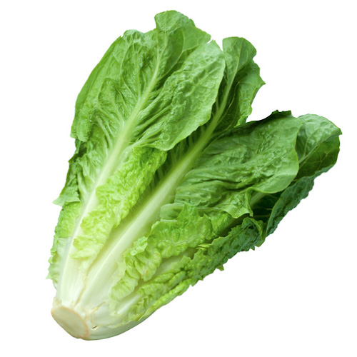 Lechuga Romana Totana